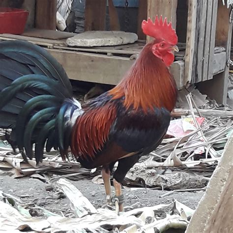 manok panabong price|manok na panabong for sale.